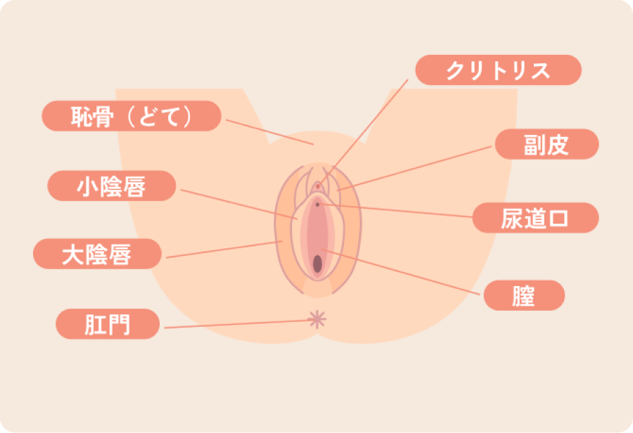 女性器形成の特徴